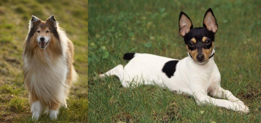 Toy Fox Terrier vs Collie - Breed Comparison