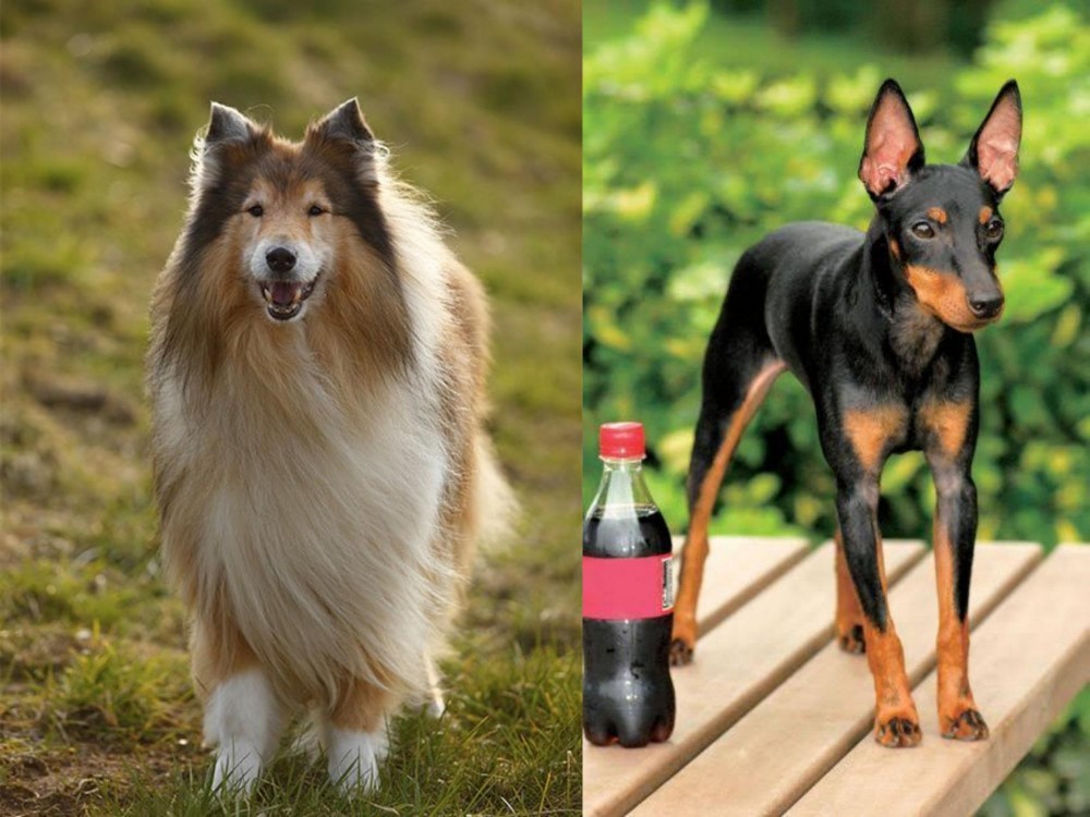 Toy Manchester Terrier vs Collie - Breed Comparison