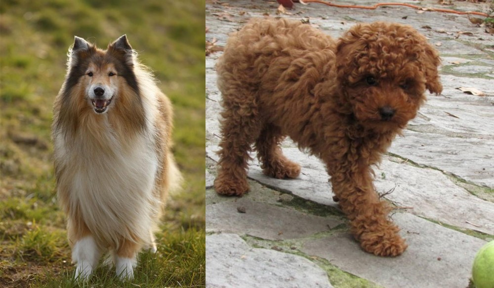 Toy Poodle vs Collie - Breed Comparison