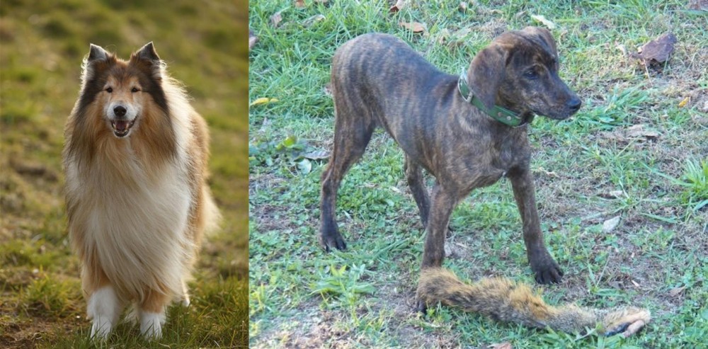 Treeing Cur vs Collie - Breed Comparison
