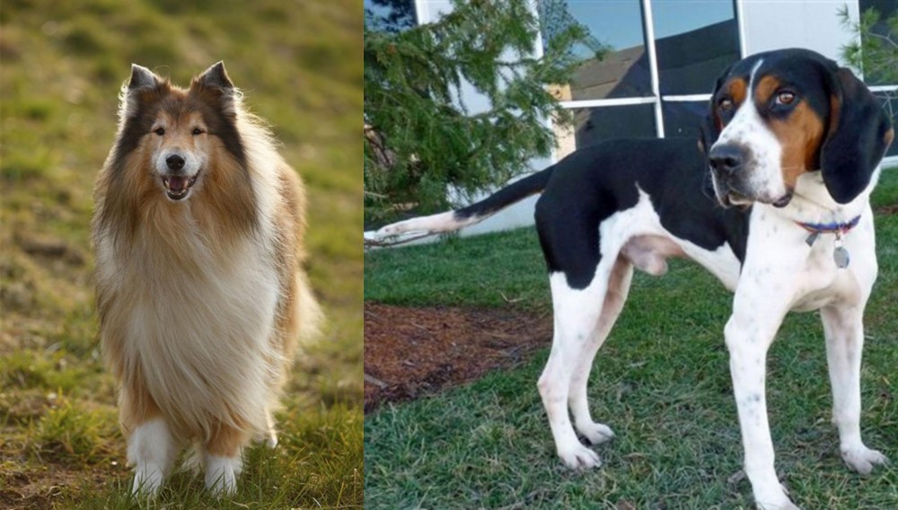 Treeing Walker Coonhound vs Collie - Breed Comparison