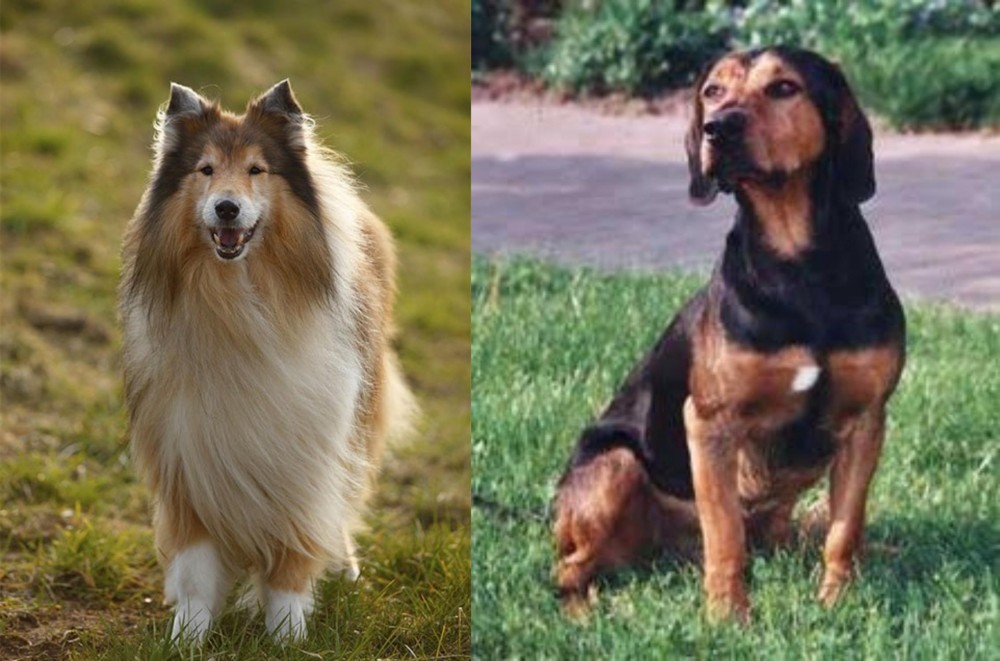Tyrolean Hound vs Collie - Breed Comparison