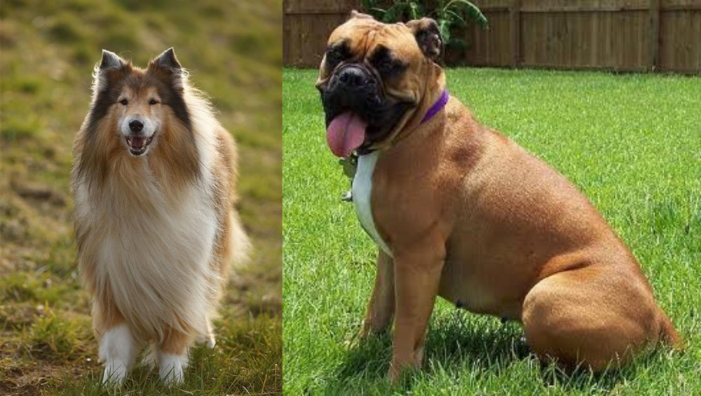 Valley Bulldog vs Collie - Breed Comparison