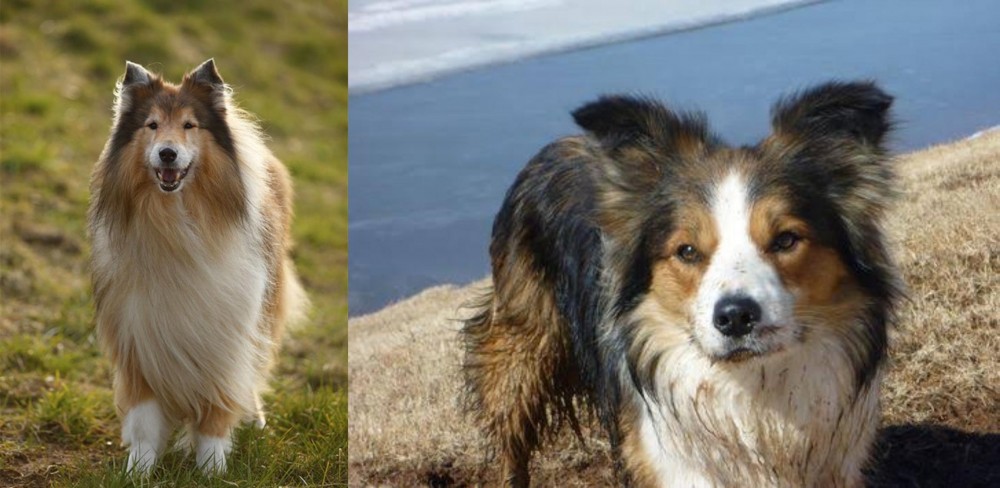 Welsh Sheepdog vs Collie - Breed Comparison