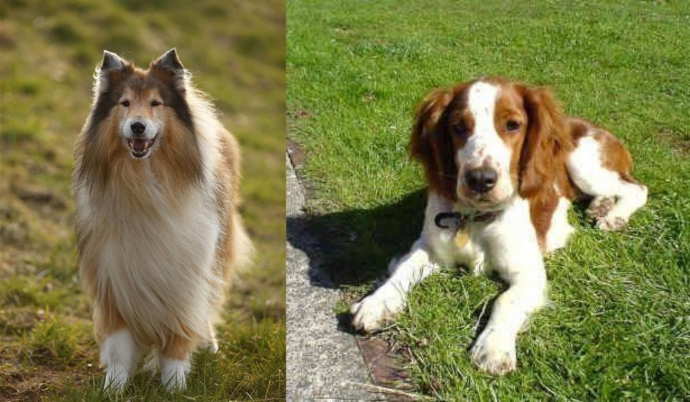 Welsh Springer Spaniel vs Collie - Breed Comparison