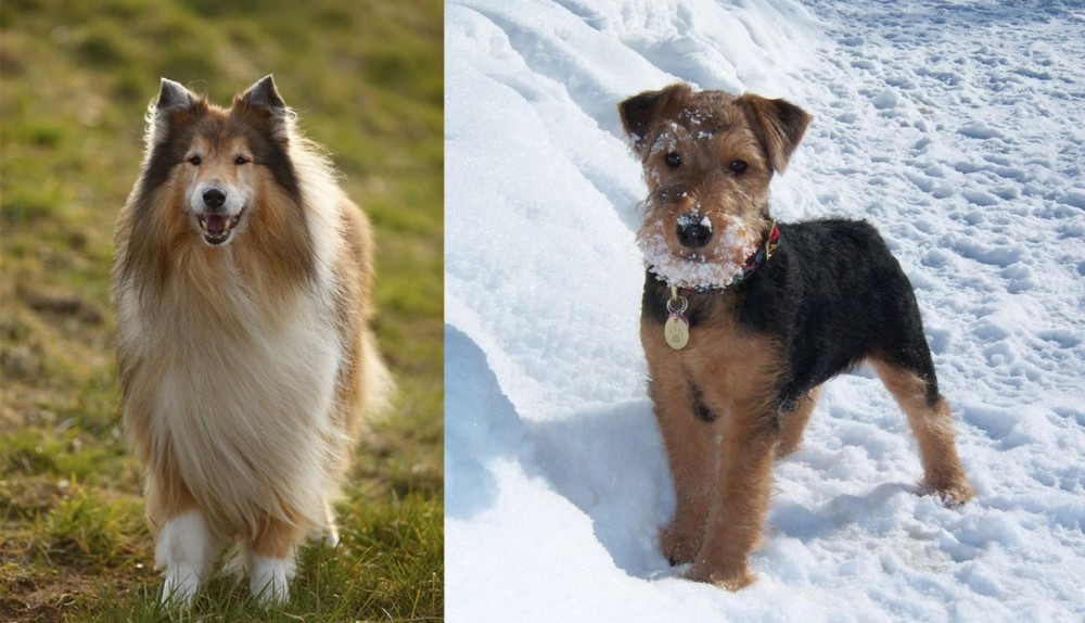 Welsh Terrier vs Collie - Breed Comparison