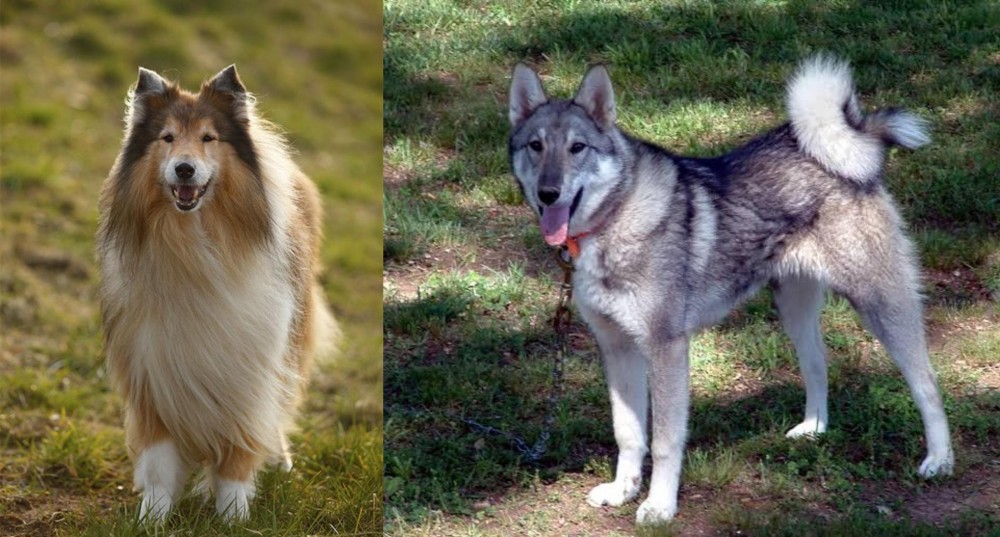 West Siberian Laika vs Collie - Breed Comparison