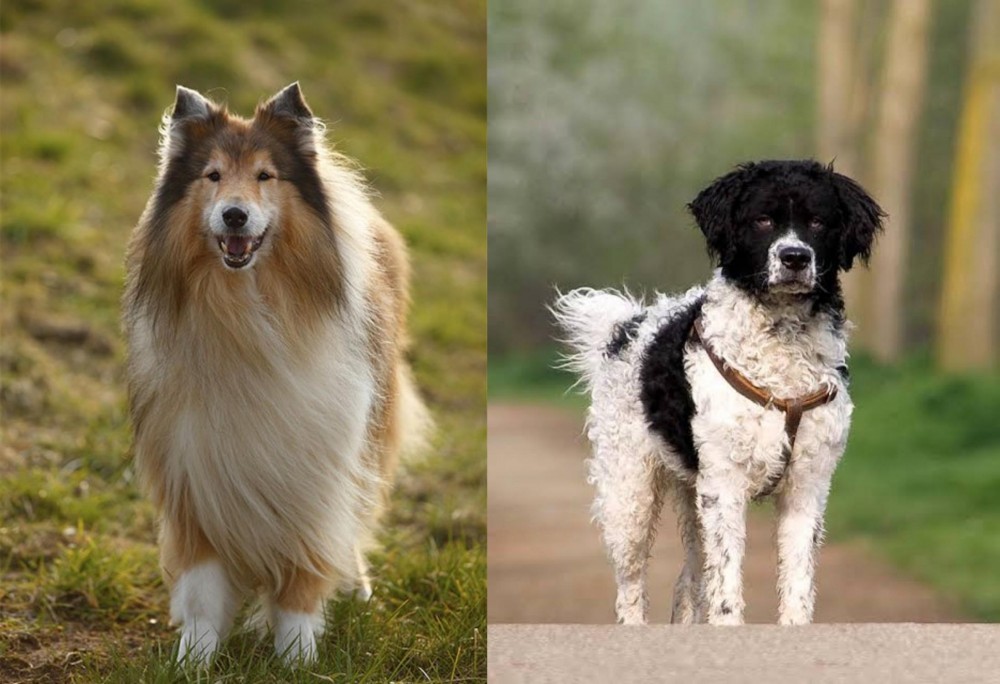 Wetterhoun vs Collie - Breed Comparison