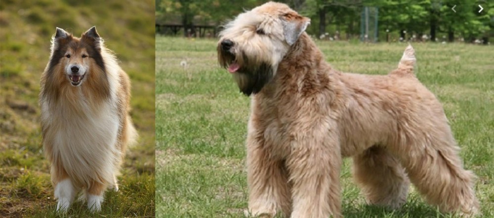 Wheaten Terrier vs Collie - Breed Comparison