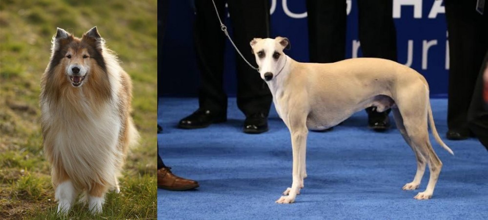 Whippet vs Collie - Breed Comparison