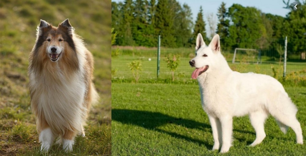 White Shepherd vs Collie - Breed Comparison