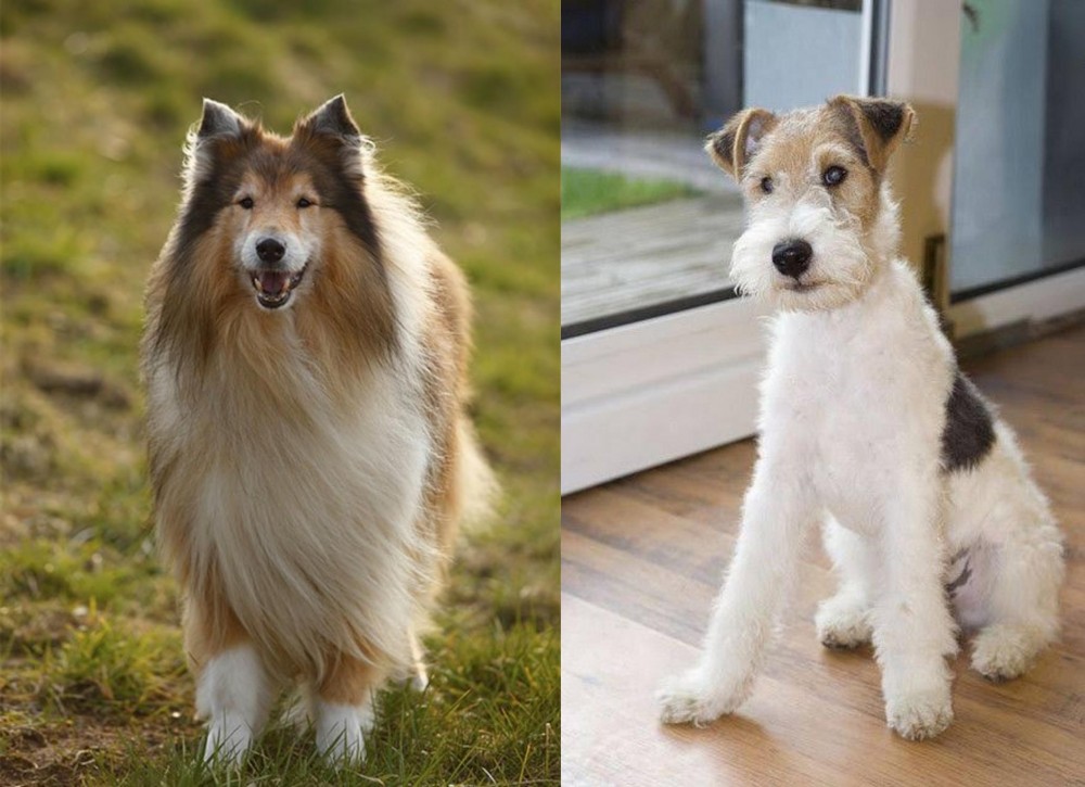 Wire Fox Terrier vs Collie - Breed Comparison