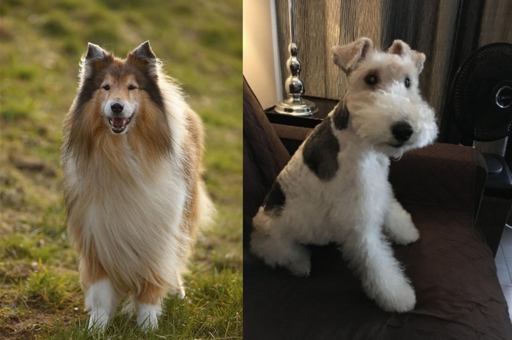 Wire Haired Fox Terrier vs Collie - Breed Comparison