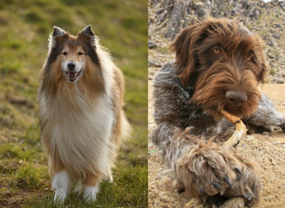 Wirehaired Pointing Griffon vs Collie - Breed Comparison