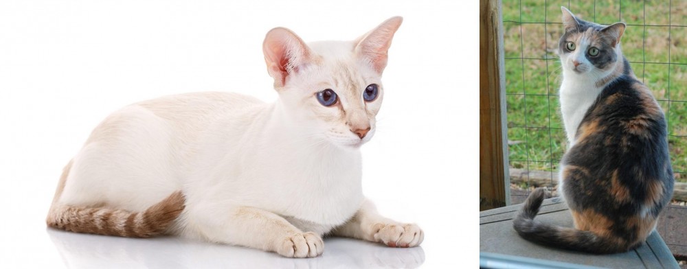 Dilute Calico vs Colorpoint Shorthair - Breed Comparison