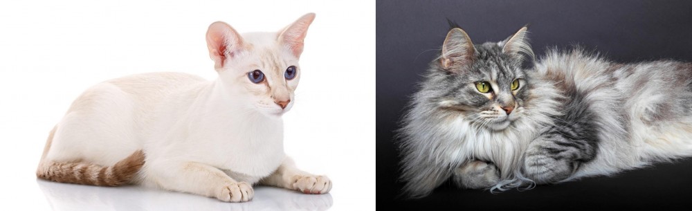 Domestic Longhaired Cat vs Colorpoint Shorthair - Breed Comparison