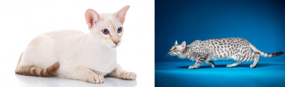 Egyptian Mau vs Colorpoint Shorthair - Breed Comparison