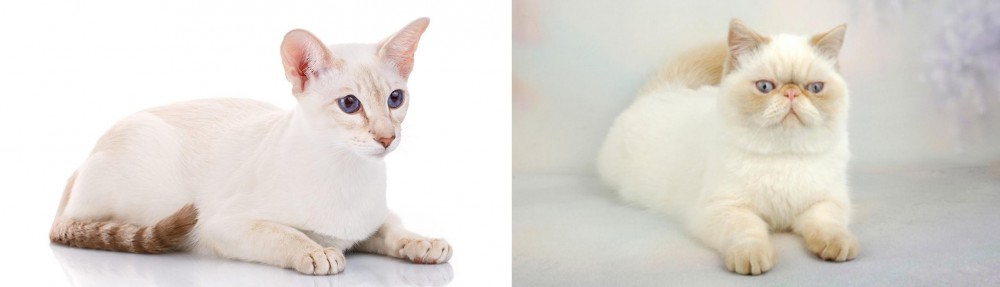 Exotic Shorthair vs Colorpoint Shorthair - Breed Comparison
