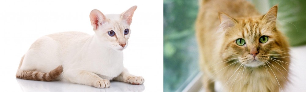 Ginger Tabby vs Colorpoint Shorthair - Breed Comparison