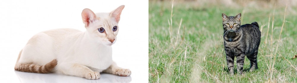 Manx vs Colorpoint Shorthair - Breed Comparison