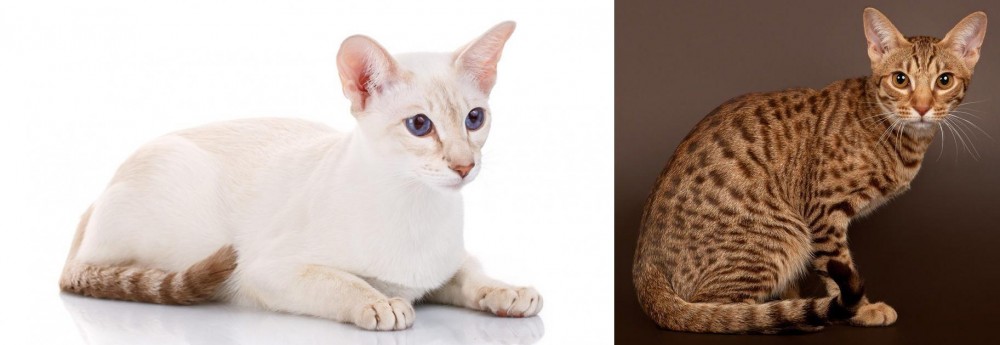 Ocicat vs Colorpoint Shorthair - Breed Comparison