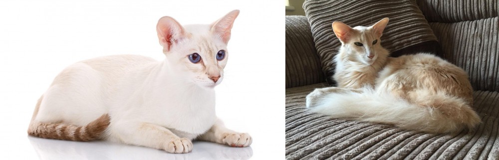 Oriental Longhair vs Colorpoint Shorthair - Breed Comparison