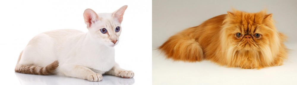 Persian vs Colorpoint Shorthair - Breed Comparison