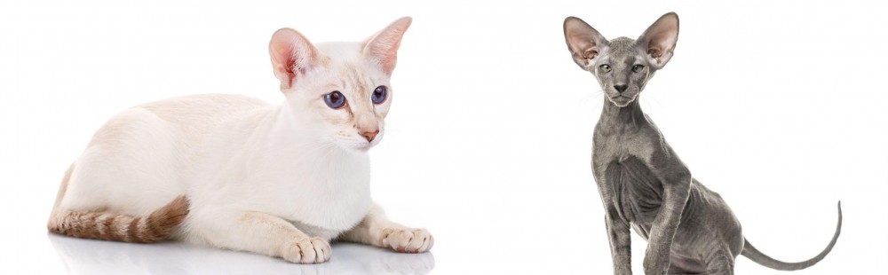 Peterbald vs Colorpoint Shorthair - Breed Comparison