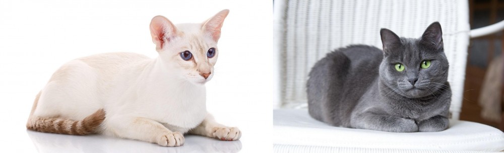 Russian Blue vs Colorpoint Shorthair - Breed Comparison