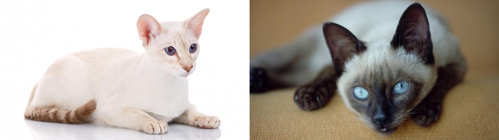 Siamese vs Colorpoint Shorthair - Breed Comparison
