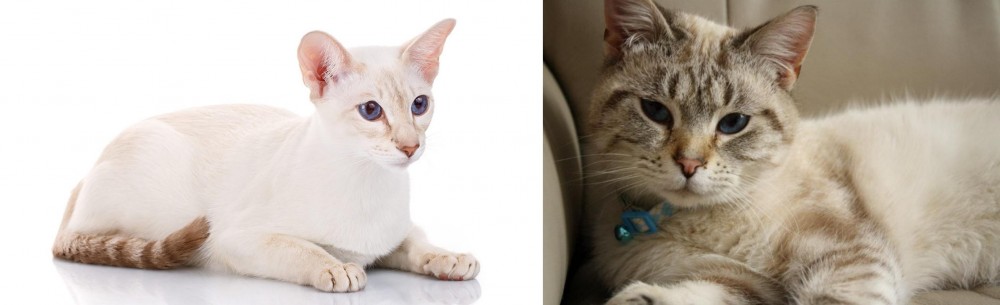 Siamese/Tabby vs Colorpoint Shorthair - Breed Comparison
