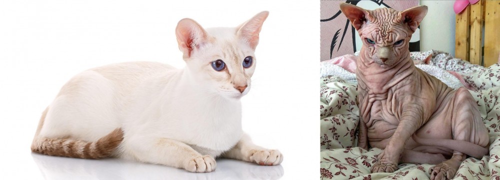Sphynx vs Colorpoint Shorthair - Breed Comparison