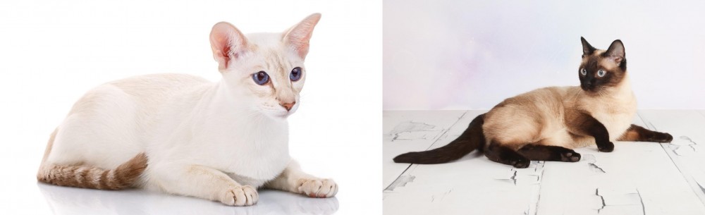 Thai vs Colorpoint Shorthair - Breed Comparison
