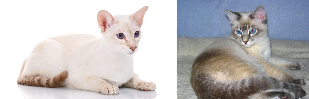 Tiger Cat vs Colorpoint Shorthair - Breed Comparison