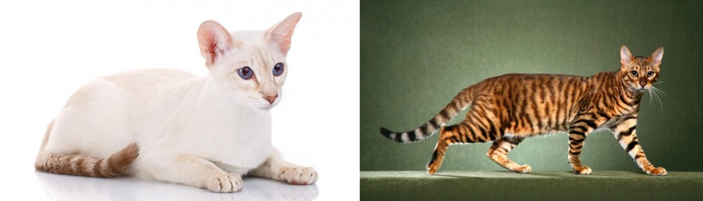 Toyger vs Colorpoint Shorthair - Breed Comparison
