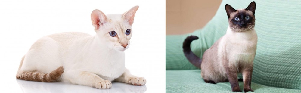 Traditional Siamese vs Colorpoint Shorthair - Breed Comparison
