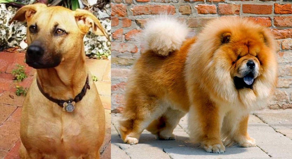 Chow Chow vs Combai - Breed Comparison
