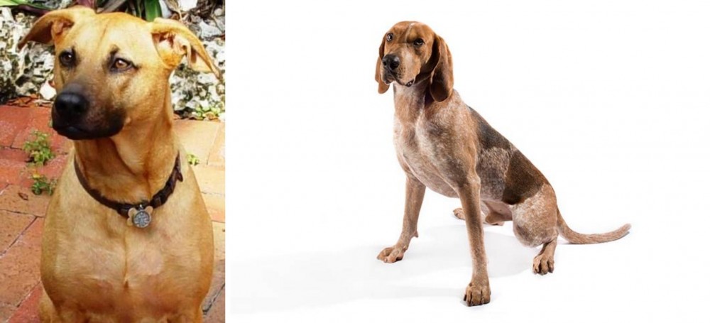 Coonhound vs Combai - Breed Comparison