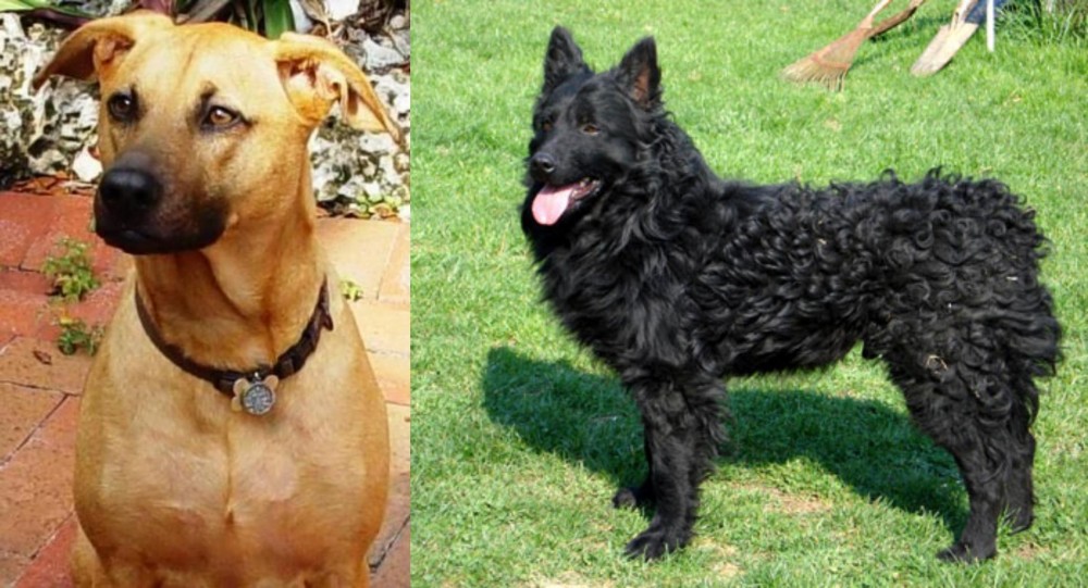 Croatian Sheepdog vs Combai - Breed Comparison