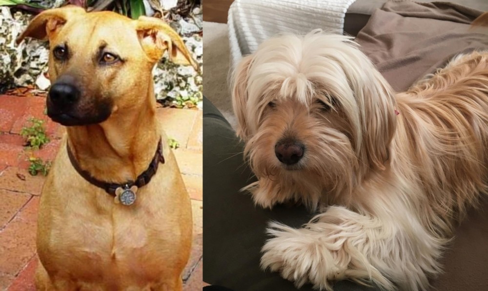 Cyprus Poodle vs Combai - Breed Comparison