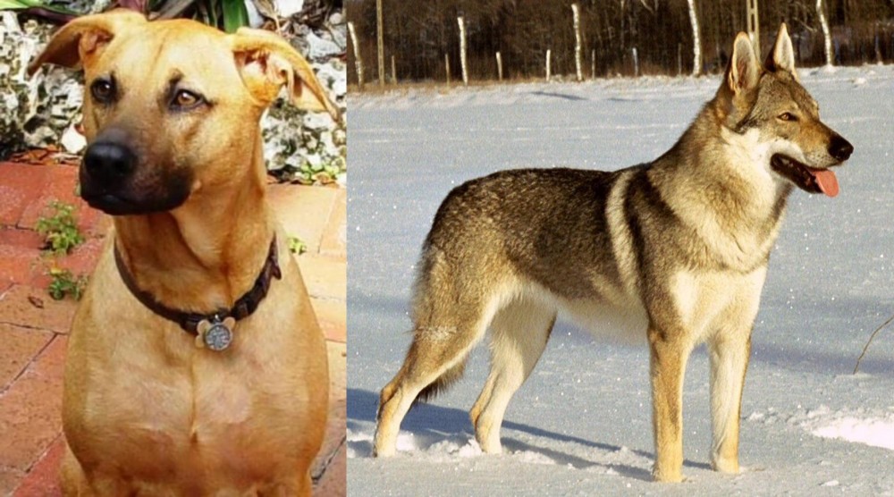 Czechoslovakian Wolfdog vs Combai - Breed Comparison