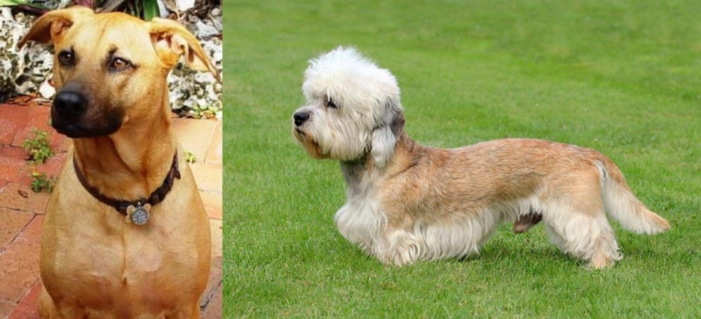 Dandie Dinmont Terrier vs Combai - Breed Comparison