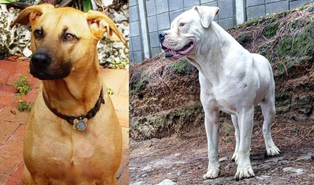 Dogo Guatemalteco vs Combai - Breed Comparison