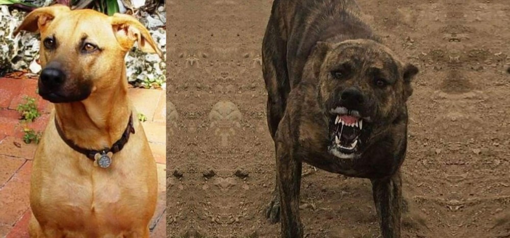 Dogo Sardesco vs Combai - Breed Comparison