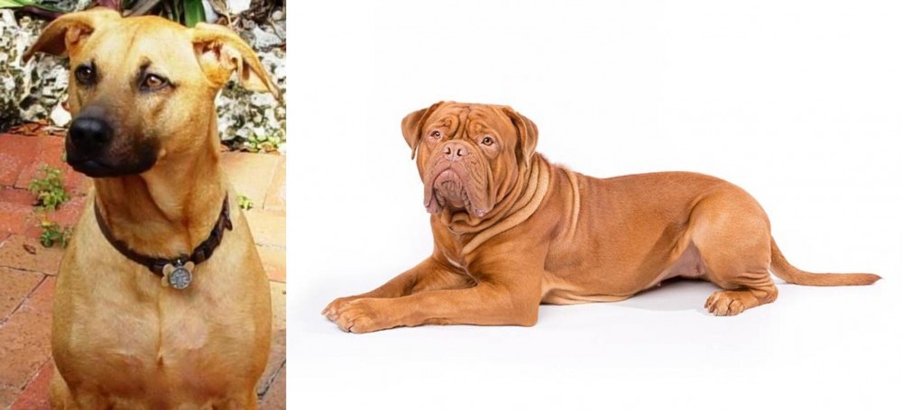 Dogue De Bordeaux vs Combai - Breed Comparison