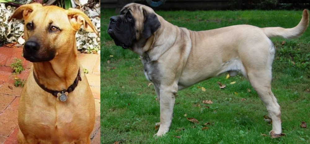 English Mastiff vs Combai - Breed Comparison