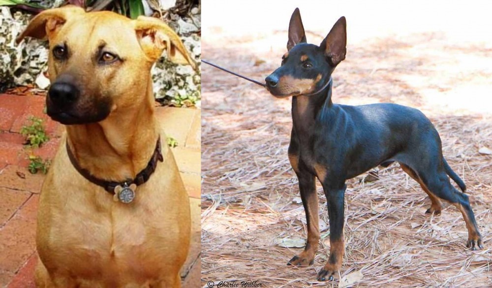 English Toy Terrier (Black & Tan) vs Combai - Breed Comparison
