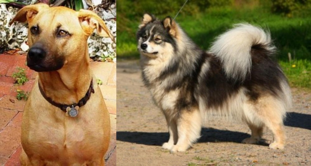 Finnish Lapphund vs Combai - Breed Comparison