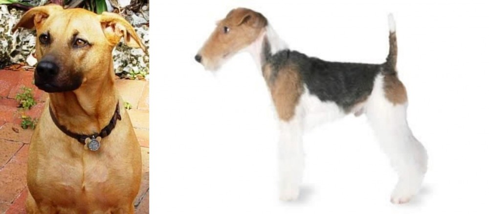 Fox Terrier vs Combai - Breed Comparison