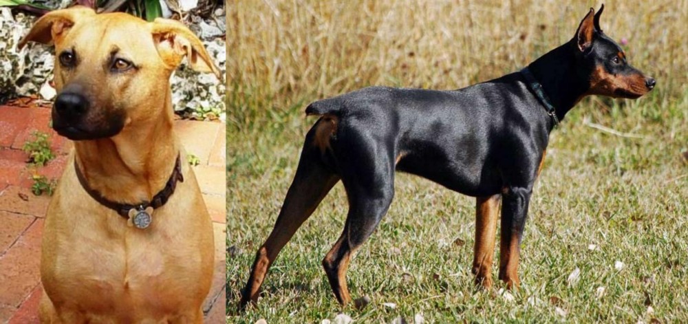 German Pinscher vs Combai - Breed Comparison